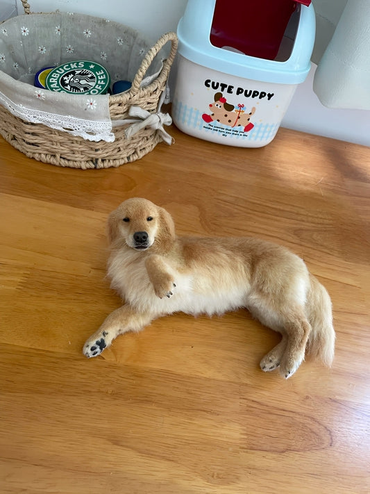 10 Mistakes Pet Owners Often Make — And How to Avoid Them