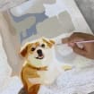 Memorpaw Custom Pet Portrait DIY Oil Painting Paint by Numbers 